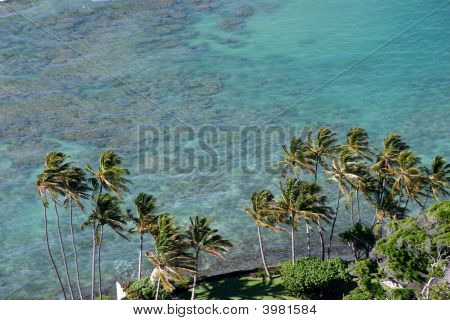 Palms Over havet