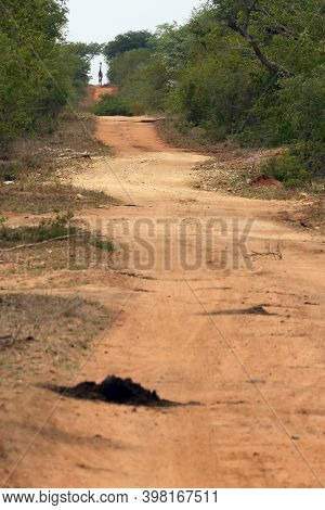 African Grovel Road With Giraffe On Horizon. Typical Road In Kruger National Park.