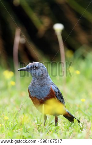 The Blue Rock Thrush (monticola Solitarius Philippensis) Sitting In The Grass. A Large Blue Bird Wit