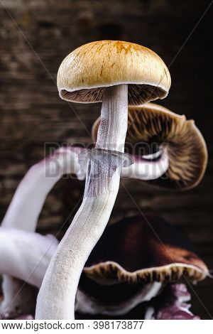 The Mexican Magic Mushroom Is A Psilocybe Cubensis, Whose Main Active Elements Are Psilocybin And Ps
