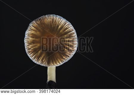One Mexican Magic Mushroom Is A Psilocybe Cubensis, Whose Main Active Elements Are Psilocybin And Ps