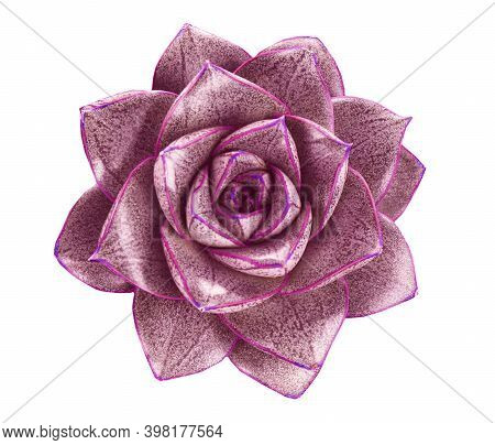 Beautiful Succulent Plant On White Background, Top View