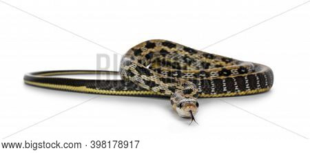 Young Taiwanese Beauty Ratsnake Aka Orthriophis Taeniurus Friesi, Showing Beautyful Broidery Like Pa