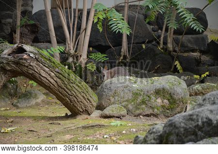 The red-necked wallaby or Bennett wallaby (Macropus rufogriseus)
