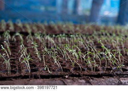 Tomato Seedling In Soild Tray, Vegetable Planting Crop Preparation