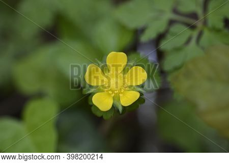 Indian Strawberry Flower - Latin Name - Duchesnea Indica (potentilla Indica)