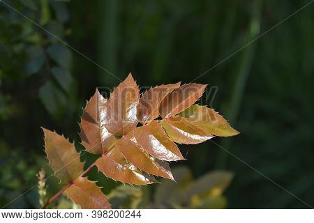 Oregon Grape Leaves - Latin Name - Berberis Aquifolium (mahonia Aquifolium)