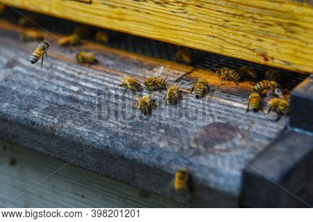 The Bees At Front Hive Entrance Macro Close Up. Bee Flying To Hive. Honey Bee Entering The Hive. Hiv