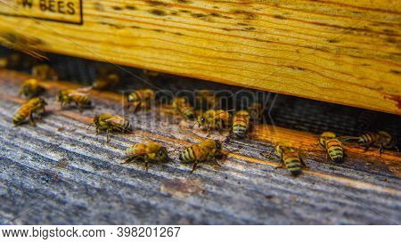 The Bees At Front Hive Entrance Macro Close Up. Bee Flying To Hive. Honey Bee Entering The Hive. Hiv