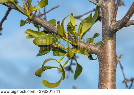 Mistletoe (viscum Album)