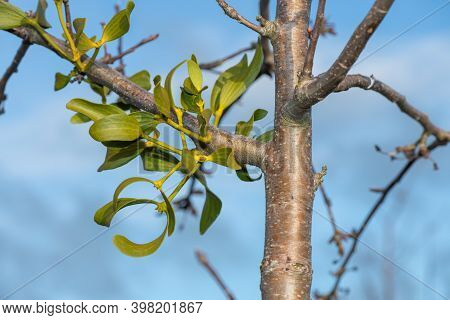 Mistletoe (viscum Album)