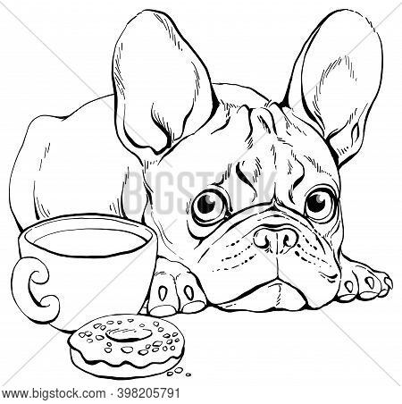 Vector Illustration. Contour Portrait Of A Cute French Bulldog. Can Be Used For Coloring.