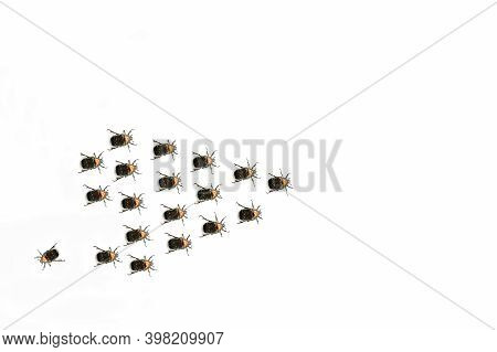 Green May Bugs Crawl On A White Sheet Of Paper. A Conceptual Image Of Betrayal, Misunderstanding, An