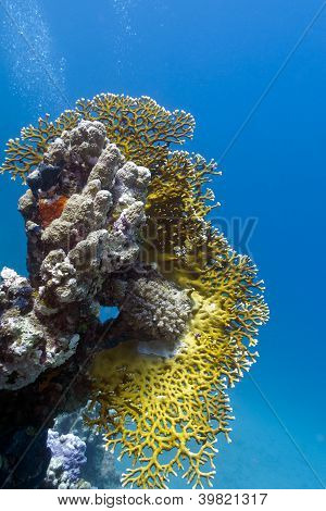 coral reef with great fire coral on the bottom of red sea