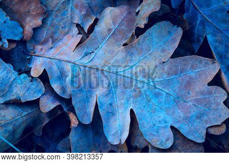 frozen oak leafag on ground - anstract natural nackground