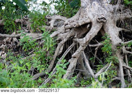 Soilless Open Tree Roots In The Jungle Close Up Shot