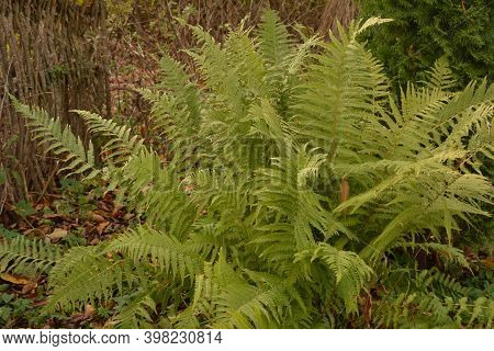 Common Fern In The Photo Is An Fern, Common Fern.