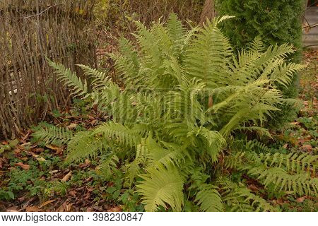 Common Fern In The Photo Is An Fern, Common Fern.