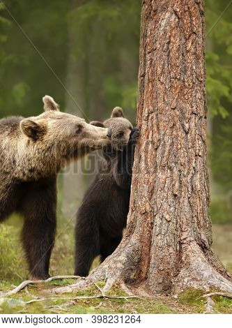 Close Up Of An Eurasian Brown Bear (ursos Arctos) Watching Her Playful Cub Trying To Climb A Tree, F