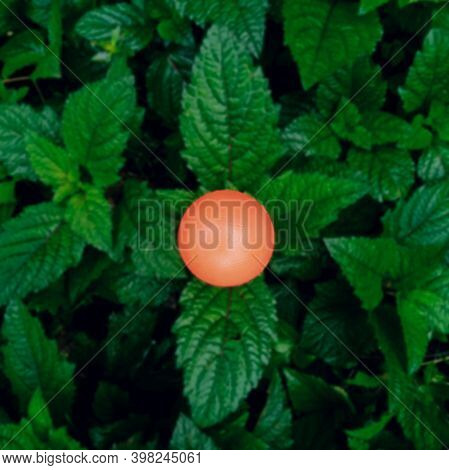 Cianjur West Java Indonesia December 2006 2020 Ball On Green Leaves In Tropical Forest