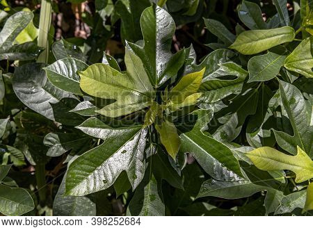 Jatropha Integerrima (commonly Known As Peregrina Or Spicy Jatropha). A Decorative Shrub For Border 