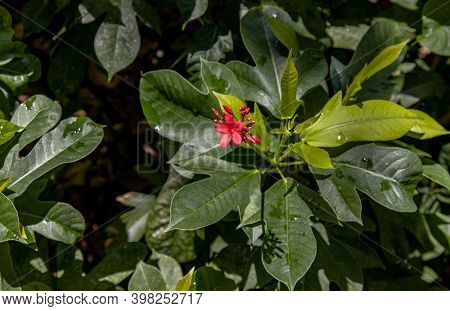 Jatropha Integerrima (commonly Known As Peregrina Or Spicy Jatropha). A Decorative Shrub For Border 