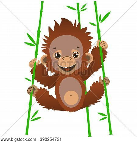 A Cute Baby Orangutan Hangs On Bamboo Stalks. Fauna Of The Rain Forests Of Asia. Vector Illustration