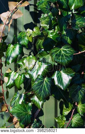 Ivy Creepers With Glossy Leaves On The Fence