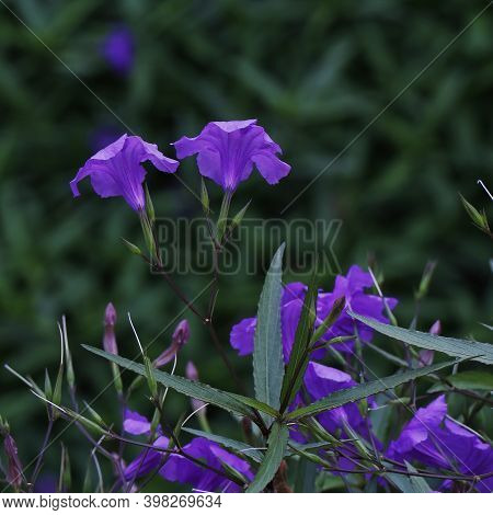 Blooming In Spring Close-up. Nature Background. Sweet Violet, English Violet, Common Violet, Or Gard