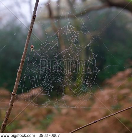 Dew Covered Spiders Web Hanging From Twi With Spider To Side