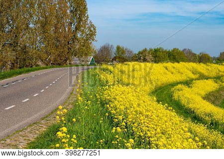 Spring Nature Landscape With Yellow Blossom Of Rapeseed Plants In Betuwe, Gelderland, Netherlands