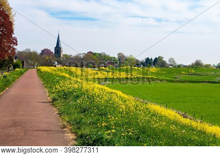 Spring Nature Landscape With Yellow Blossom Of Rapeseed Plants In Betuwe, Gelderland, Netherlands