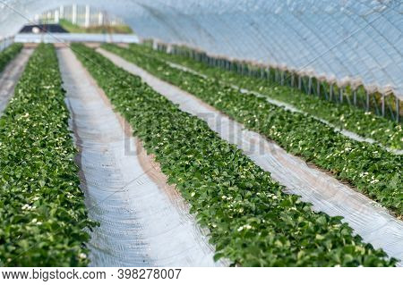 Cultivation Of Strawberry Fruits Using The Plasticulture Method, Plants Growing On Plastic Mulch In