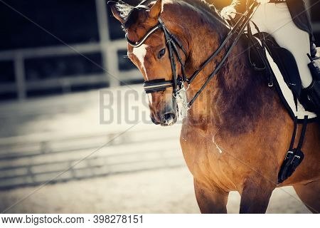 Equestrian Sport. Portrait Sports Stallion In The Double Bridle. Dressage Of The Bay Horse In The Ar