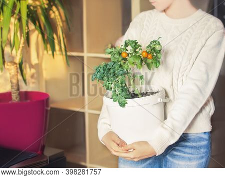 Young Woman Holding Small Bush Of Balcony Cherry Tomatos In Pot. Home, City, Balcony Vegetables Gard