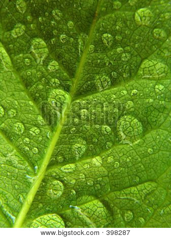Water Droplets Green Leaf