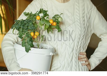 Young Woman Holding Small Bush Of Balcony Cherry Tomatos In Pot. Home, City, Balcony Vegetables Gard