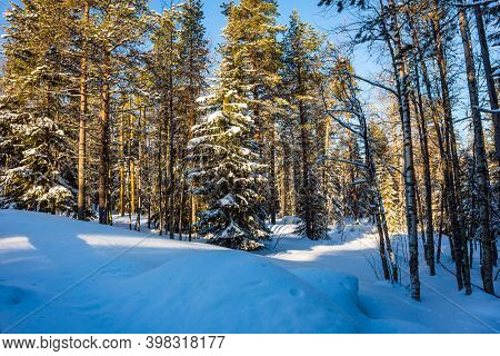  Ranua zoo in Lapland. Sunny frosty and snowy winter day. Snowy coniferous forest. The concept of active, winter, environmental and photo tourism