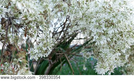 Colorful Flower.flower For Postcard Beauty Decoration And Agriculture Concept Design. Beautiful Flow
