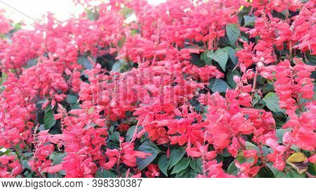Colorful Flower.flower For Postcard Beauty Decoration And Agriculture Concept Design. Beautiful Flow