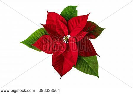 Poinsettia Christmas Eve Flower Isolated On White. Flor De Pascua. Red Euphorbia Pulcherrima Plant.