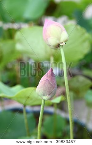 Lotus