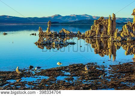 Colonies of various birds live on the shores of the lake Mono. Magic sunrise on the lake. Mono Lake is a salt lake in California. The natural wonder of the world 