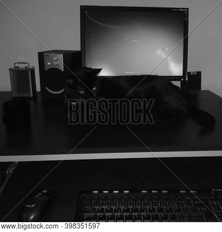 Chomutov, Czech Republic - August 09, 2020: Black Cat Violka On Pc Table