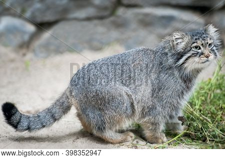 Pallas's Cat (otocolobus Manul). Manul Is Living In The Grasslands And Montane Steppes Of Central As