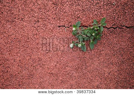 Blomster på væggen