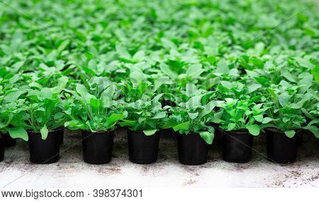 Industrial Greenhouse, Flower Nursery, Young Plants In Pots Ready For Planting. Orangery Business An