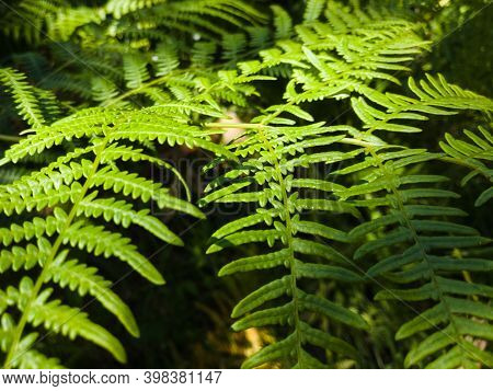 Green Fern Stem With Megaphylls Leaves On Sunny Summer Day, Lush Flora In Nature, Abstraction And Pa
