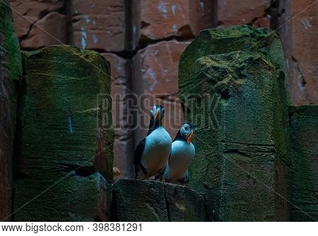 Two Common Atlantic Puffin Birds Sitting On Rocks By The Sea.