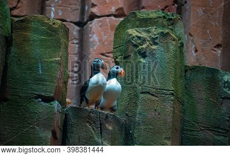 Two Common Atlantic Puffin Birds Sitting On Rocks By The Sea.